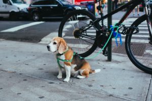 Beagle on a leash tied to a bike rack