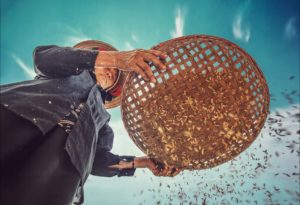 Woman sifting rice grain in a basket